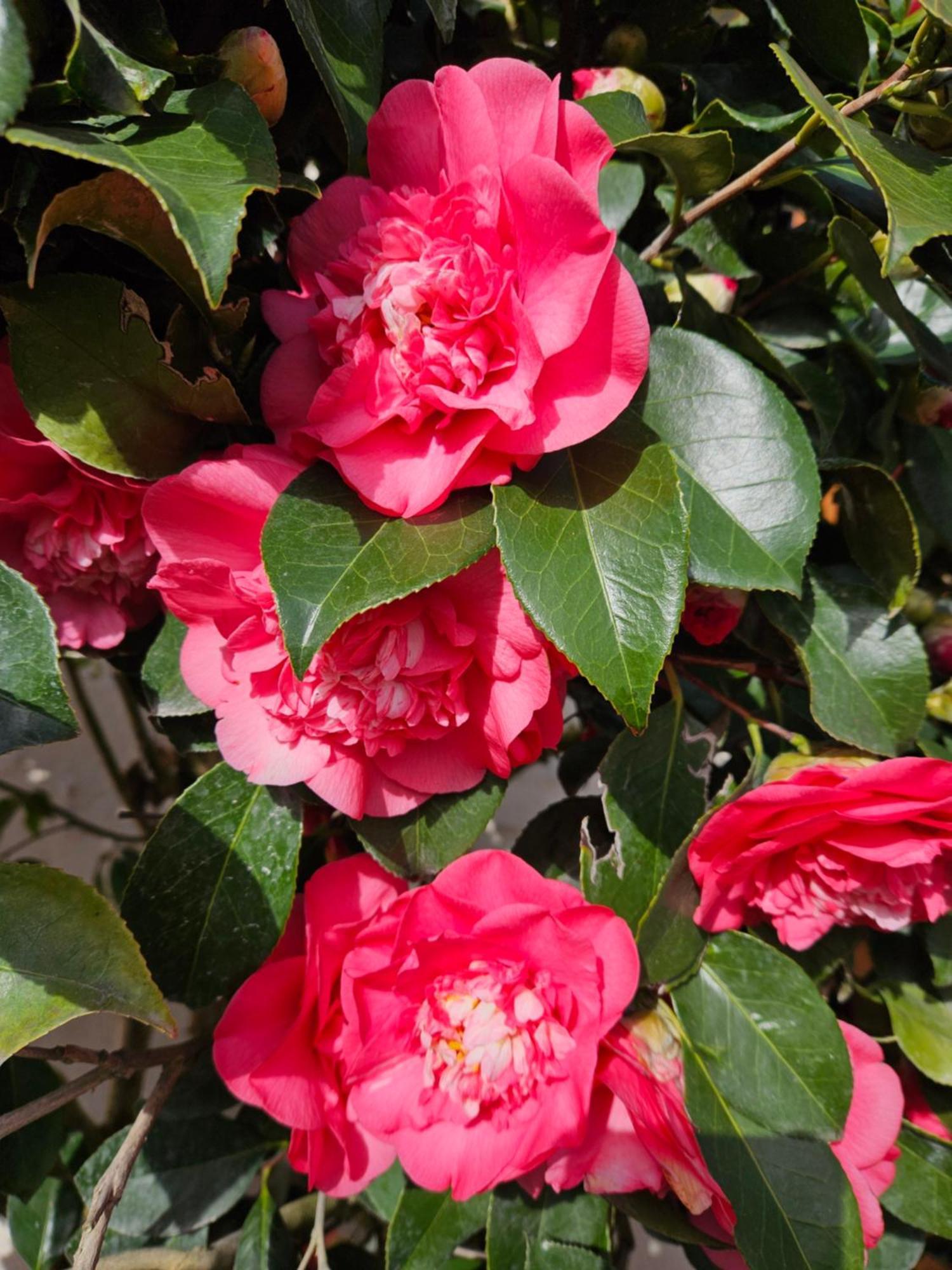 Vila Les Camelias Selles-sur-Cher Exteriér fotografie